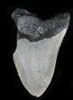 Partial Megalodon Tooth - North Carolina #28491-1